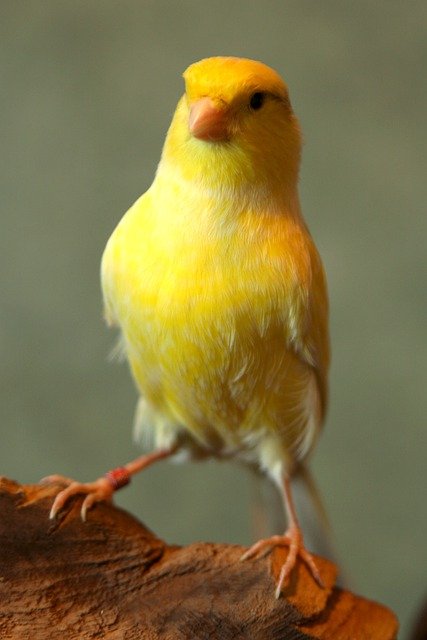 黄色い鳥 | 世界の鳥の生態図鑑
